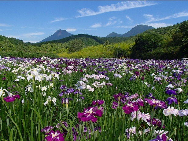 【写真を見る】山々の緑と花ショウブをカメラに納めては？