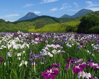1万5000株のハナショウブが見ごろを迎える。6月16日鑑賞会開催
