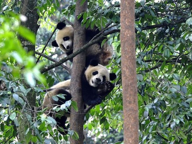 木に登るジャイアントパンダ