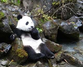 パンダの貴重映像が見られる！岡山県で「ジャイアントパンダ～故郷への旅～」