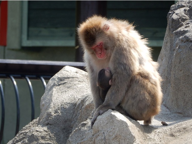 旭山動物園/ニホンザルの赤ちゃんと母