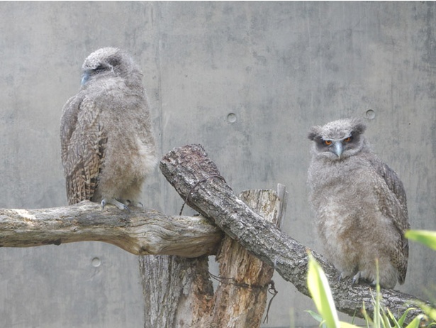 旭山動物園/巣立ちしたシマフクロウのヒナ2羽