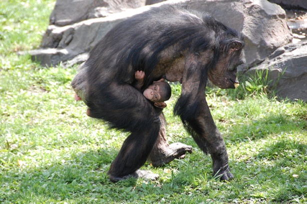 旭山動物園/チンパンジーのお母さん「チロ」と赤ちゃん「ニコル」