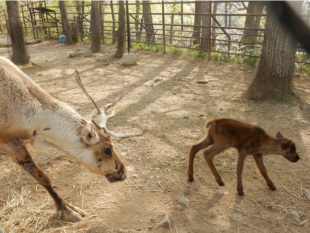 旭山動物園/トナカイの赤ちゃんとお母さんの「和香」