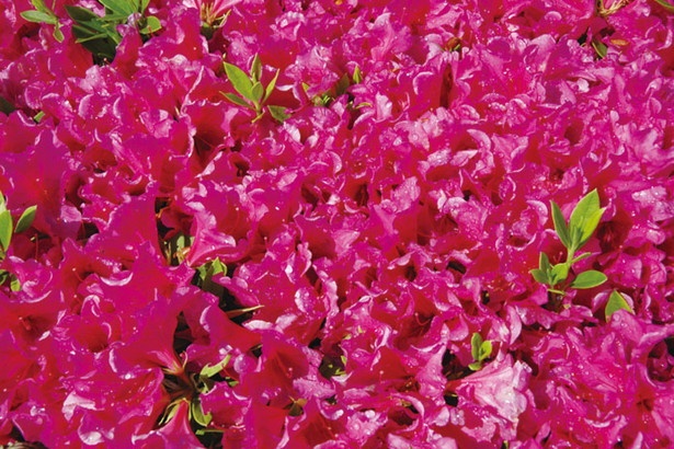 4月下旬～5月には鮮やかなツツジが咲く