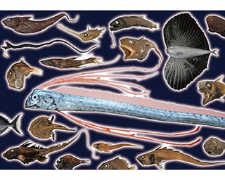 神秘のベールに包まれた深海魚に出会える！山口県の萩博物館で「深海魚大行進」