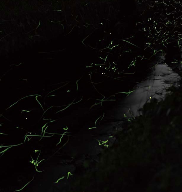 街灯がほとんどなく、大自然で浮遊するホタルが楽しめる ※写真はイメージ/京都るり渓温泉 for REST RESORT