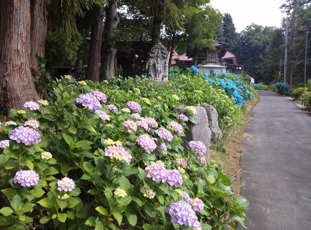 【写真を見る】樹齢200年以上の杉並木が続く参道の両脇には、約20種800株・1万本のアジサイが色とりどりに咲く