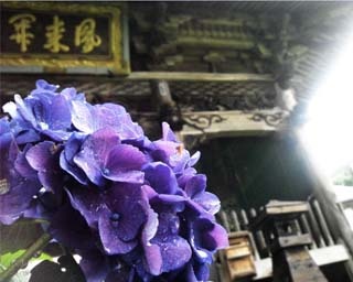 信州で一番遅い見頃を迎える高源院・あじさい寺の「あじさいまつり」