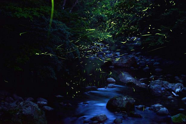 九州のホタル名所 大分の清流 白山川 にゲンジボタルが集い 初夏の訪れを告げる ウォーカープラス