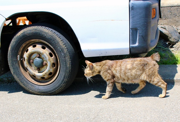 “猫島”に住むニャンコ