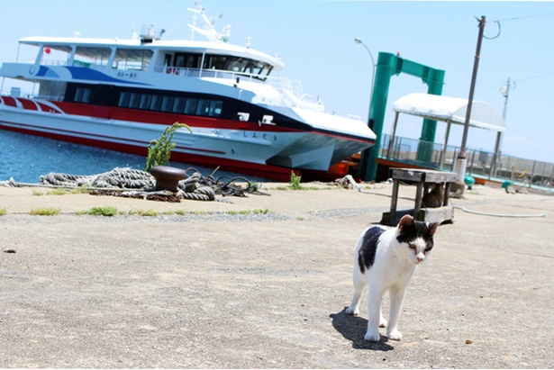 “猫島”に住むニャンコ