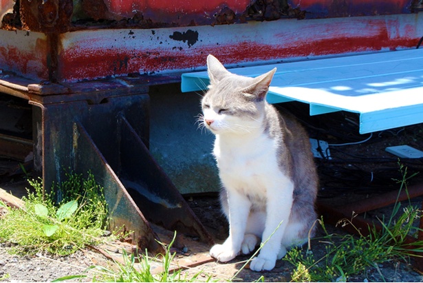 “猫島”に住むニャンコ