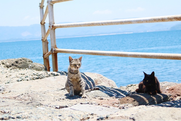 “猫島”に住むニャンコ