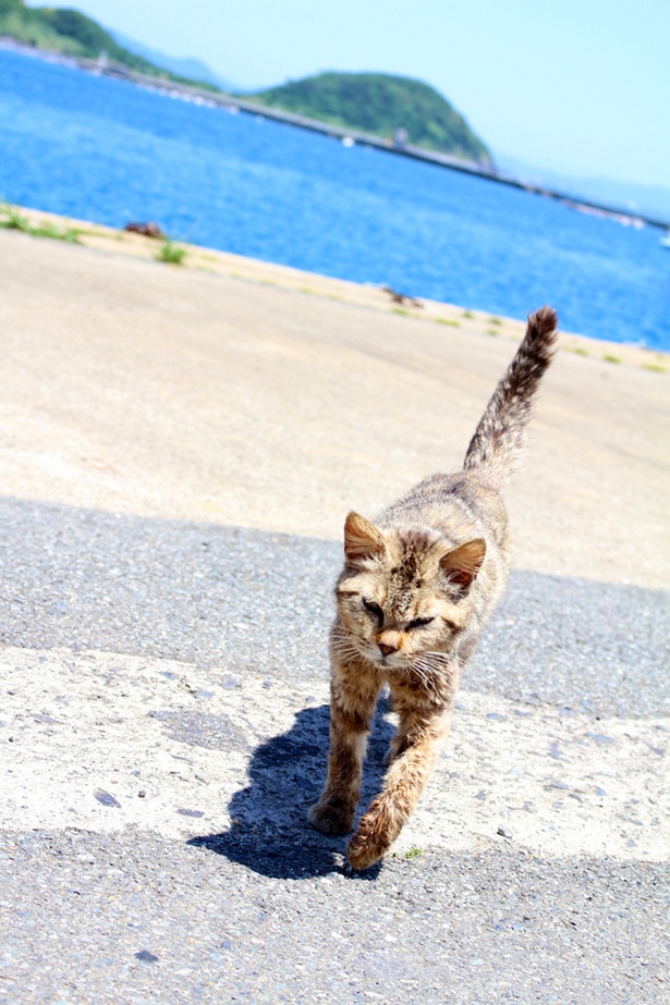 “猫島”に住むニャンコ