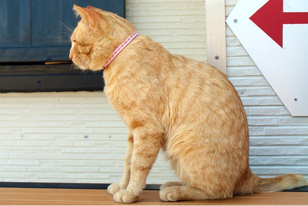 “猫島”に住むニャンコ
