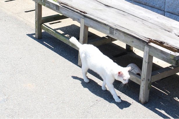 “猫島”に住むニャンコ