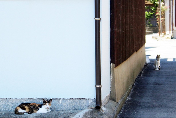 “猫島”に住むニャンコ