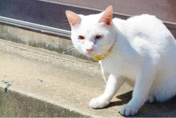 “猫島”に住むニャンコ