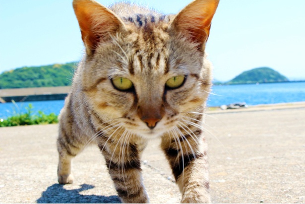 “猫島”に住むニャンコ