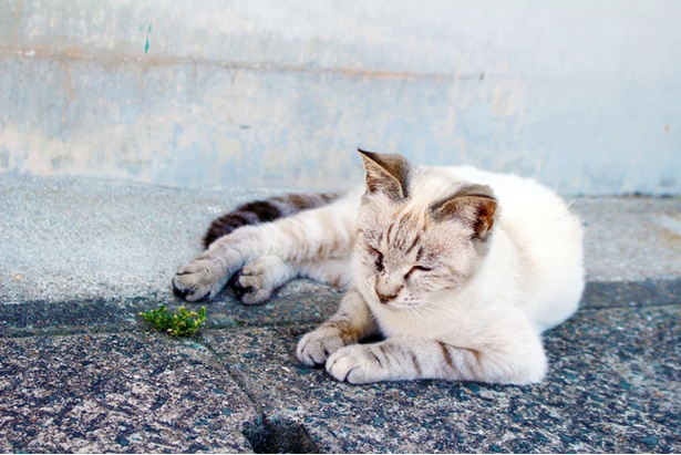 “猫島”に住むニャンコ