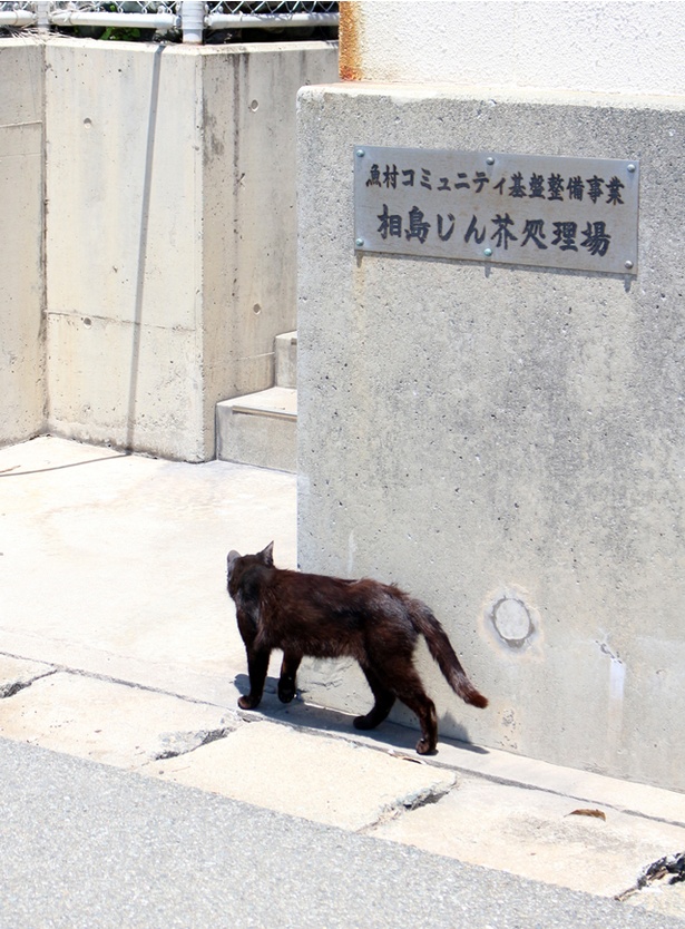 “猫島”に住むニャンコ