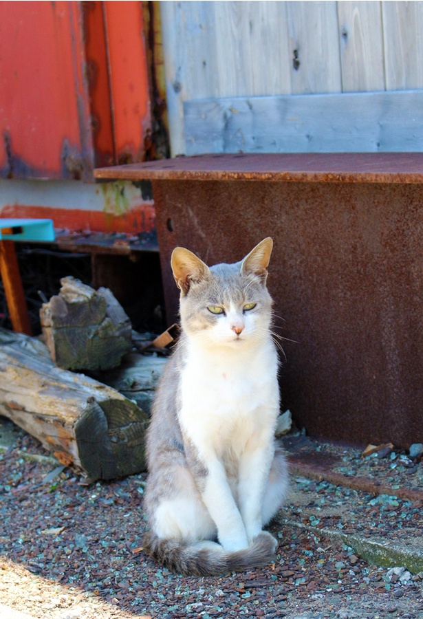 “猫島”に住むニャンコ