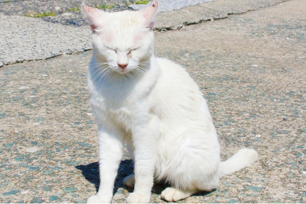 “猫島”に住むニャンコ