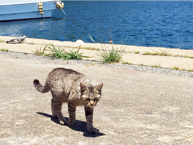 “猫島”に住むニャンコ