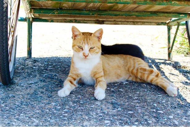 “猫島”に住むニャンコ