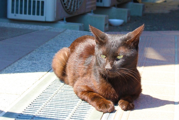 “猫島”に住むニャンコ