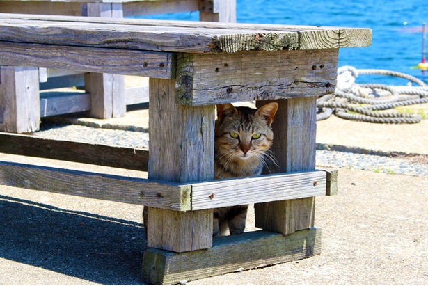 “猫島”に住むニャンコ