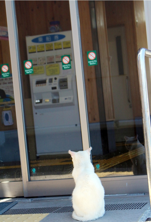 “猫島”に住むニャンコ