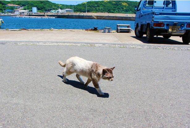“猫島”に住むニャンコ