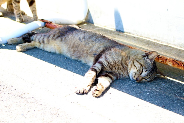 “猫島”に住むニャンコ