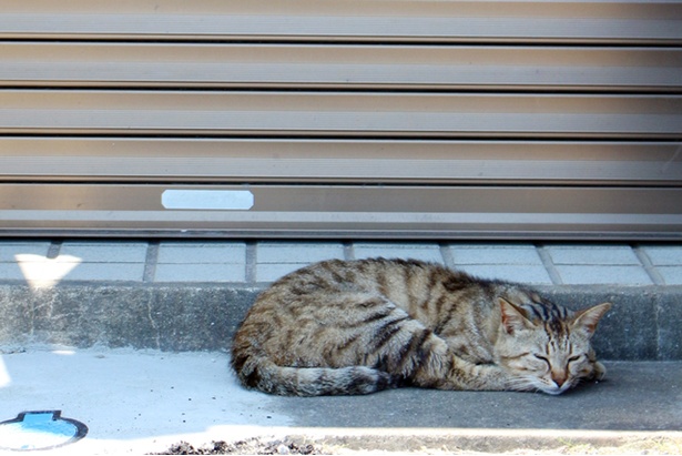 “猫島”に住むニャンコ
