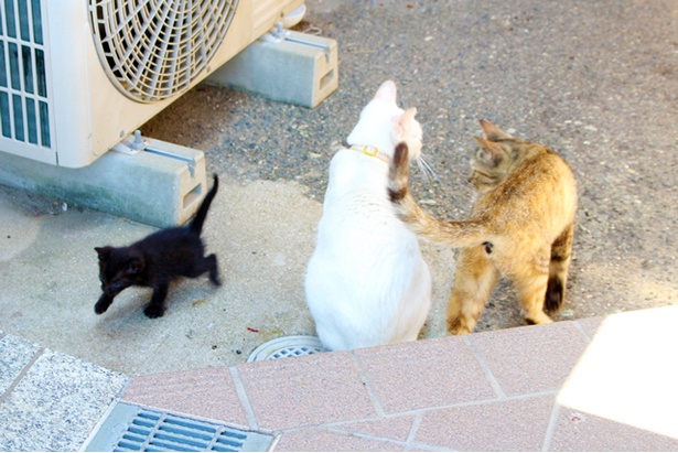 “猫島”に住むニャンコ