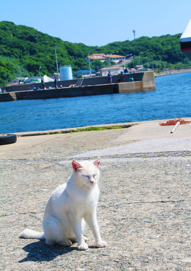 “猫島”に住むニャンコ