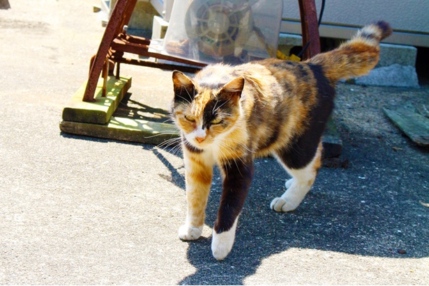 “猫島”に住むニャンコ