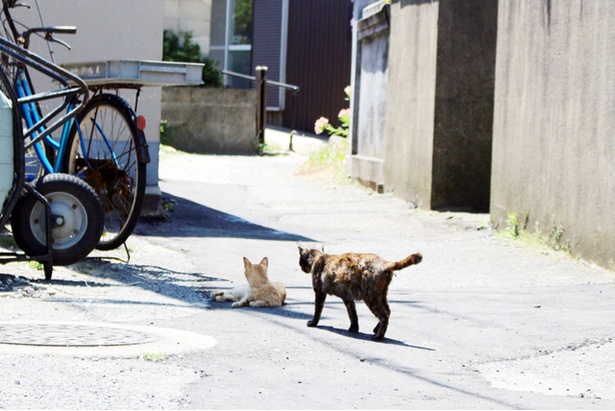 “猫島”に住むニャンコ