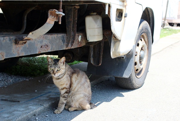 “猫島”に住むニャンコ
