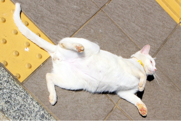 “猫島”に住むニャンコ