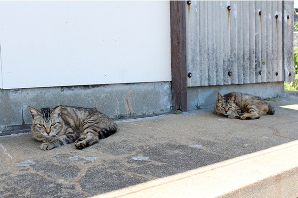 “猫島”に住むニャンコ