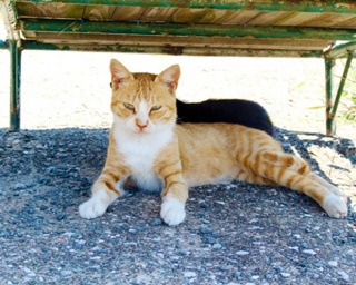【ネコ画像多数】世界が注目する“猫島”！福岡・相島に住むニャンコたち