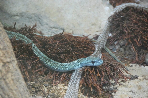 画像6 9 エゾブルー 臆病 卵を産まない 旭山動物園にいるヘビの秘密 ウォーカープラス