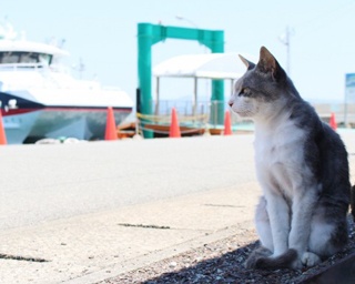 ネコ好きにはたまらない！世界が注目する福岡の“猫島”からニャンコレポ