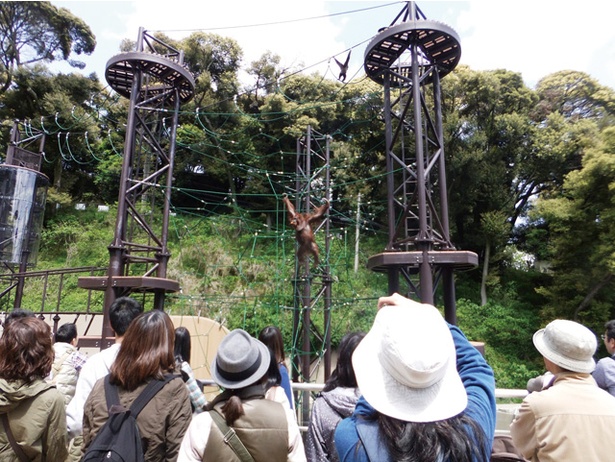 福岡市動物園 / 2013年に完成した「アジア熱帯の渓谷エリア」では、よりリアルな目線で動物の生態を観察できる