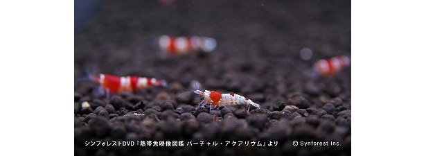 「レッドビーシュリンプ」