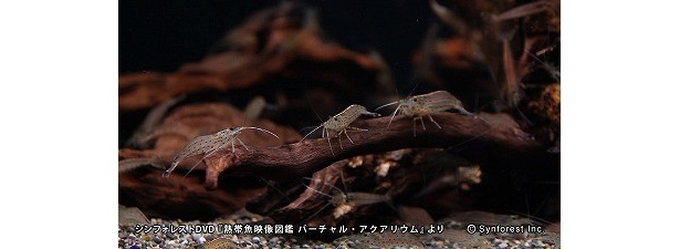 「ヤマトヌマエビ」