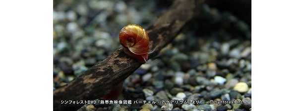 「レッドラムズホーン」